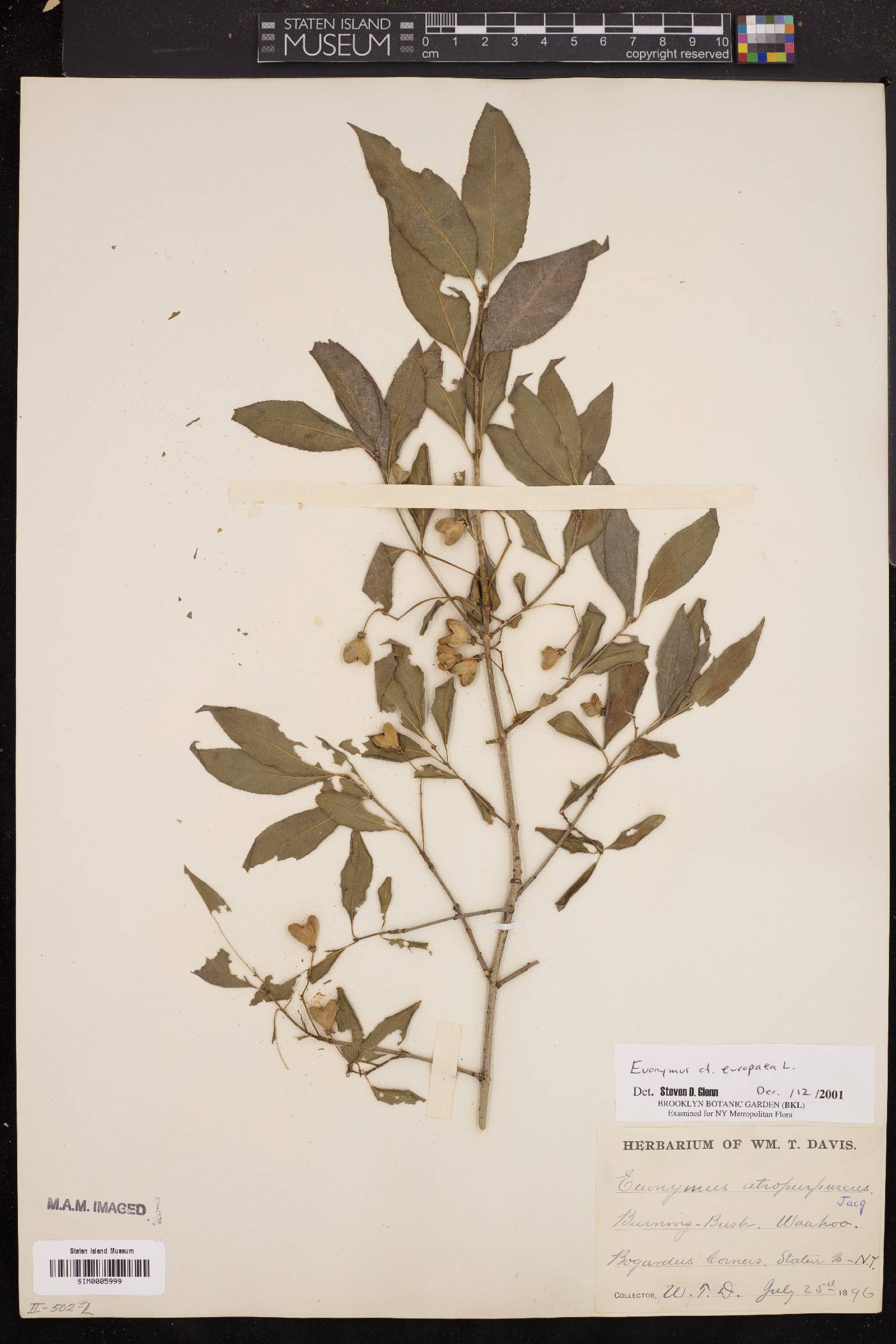 Euonymus europaea image