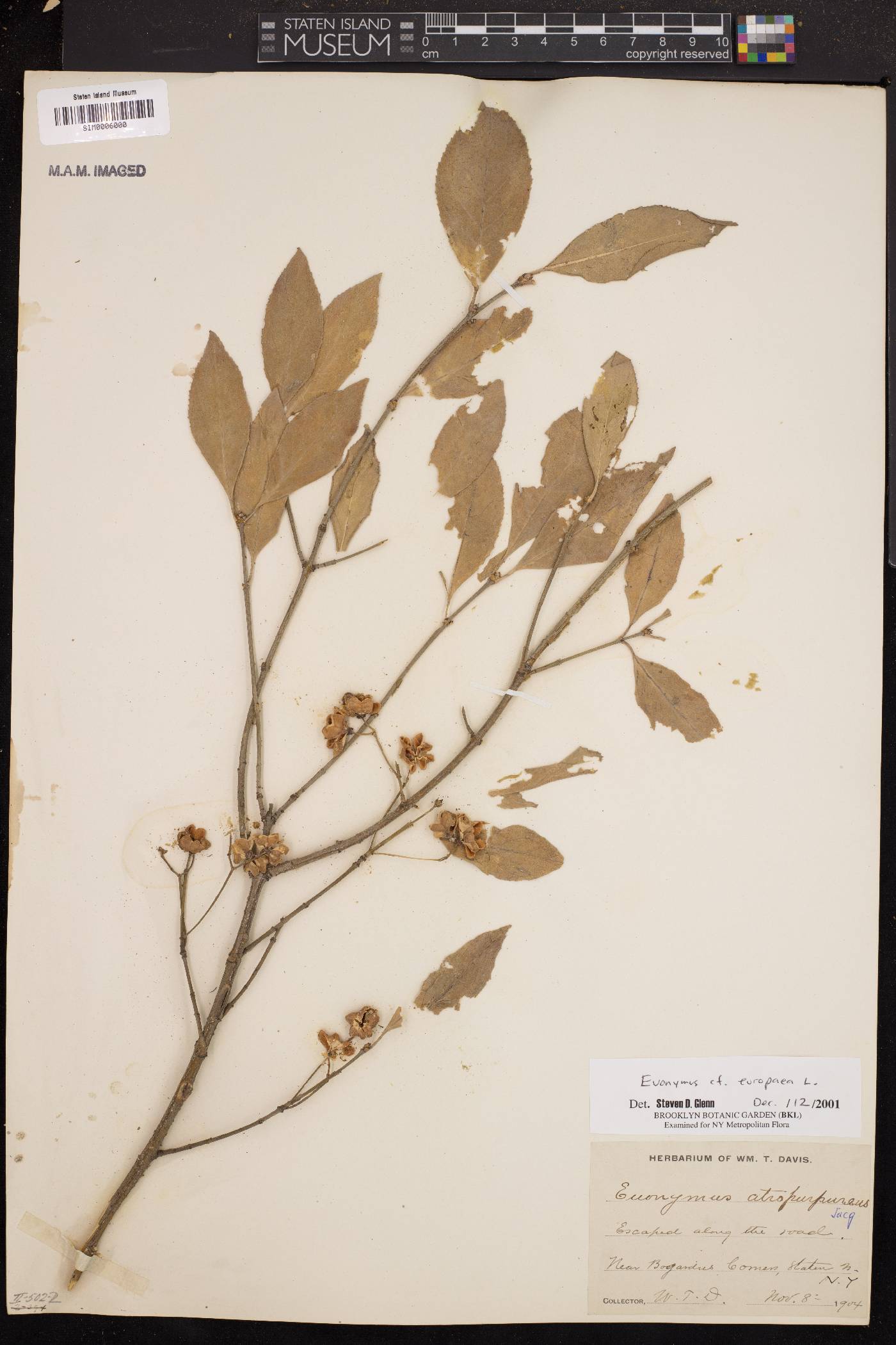 Euonymus europaea image