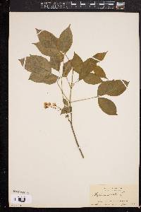 Staphylea trifolia image