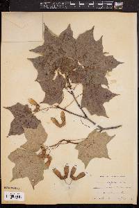 Acer nigrum image