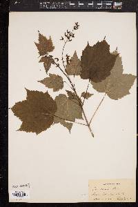 Acer spicatum image