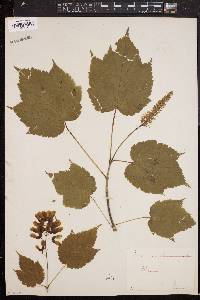 Acer spicatum image