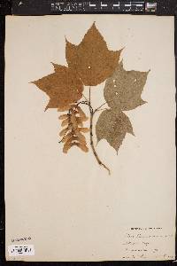 Acer pennsylvanicum image