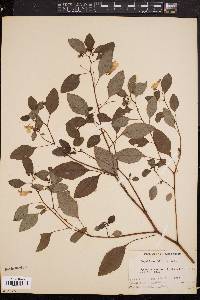 Impatiens biflora image