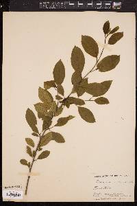 Rhamnus cathartica image