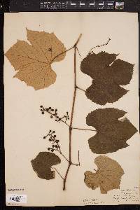 Vitis labrusca image