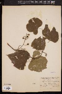 Vitis vulpina image