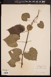 Vitis vulpina image