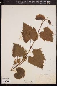 Vitis riparia image