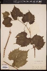 Vitis riparia image