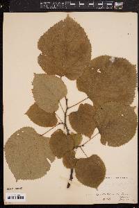 Tilia platyphyllos image