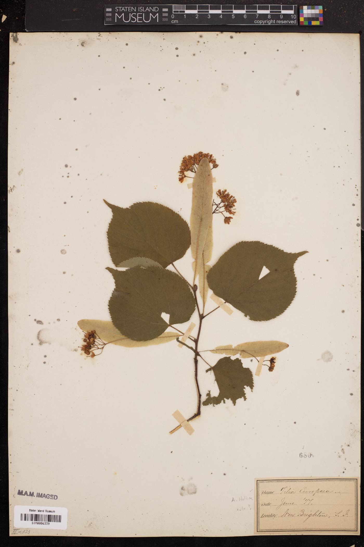 Tilia argentea image