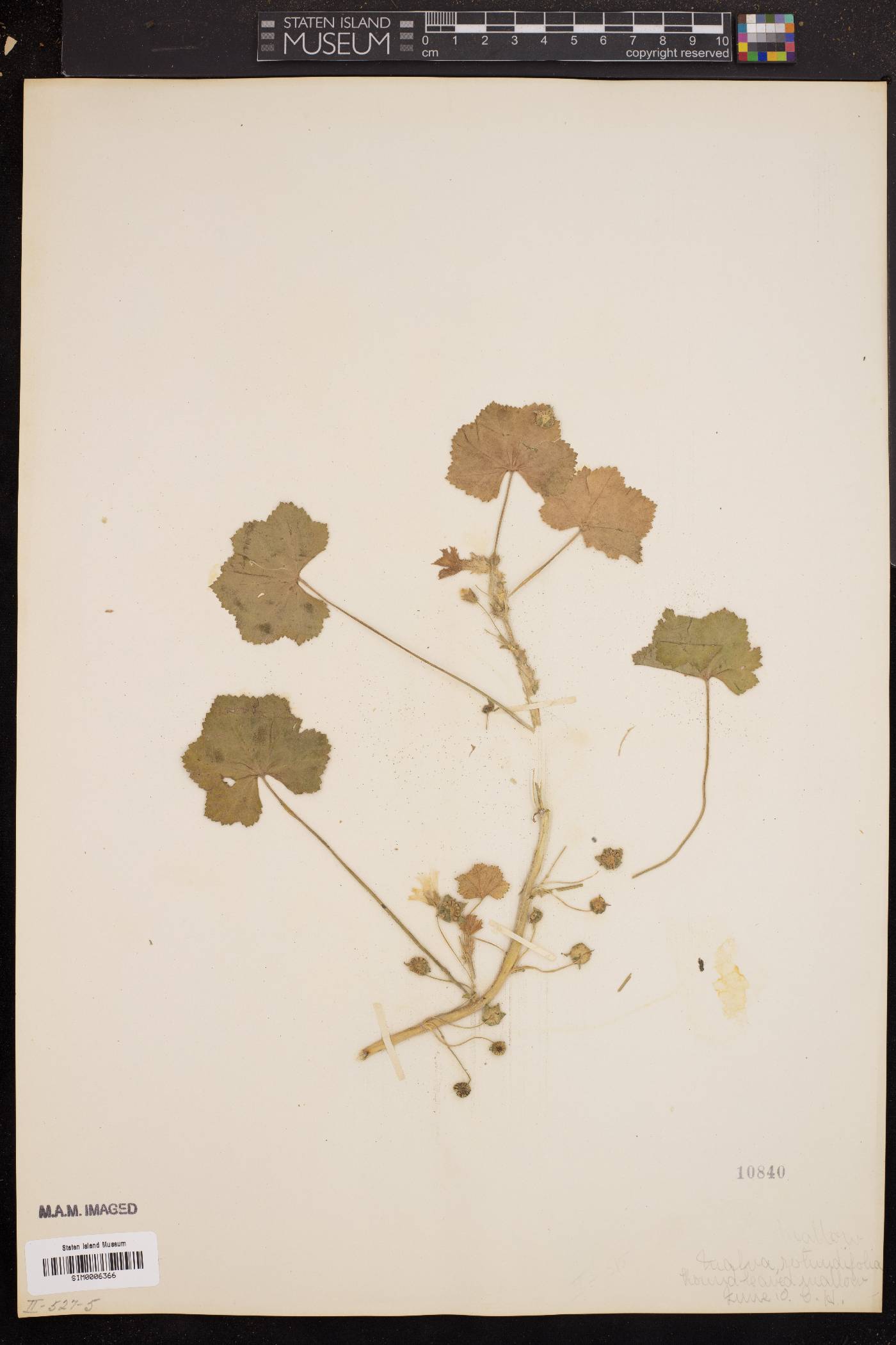 Malva rotundifolia image