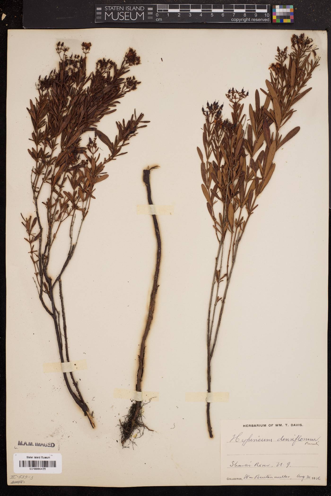 Hypericum densiflorum image