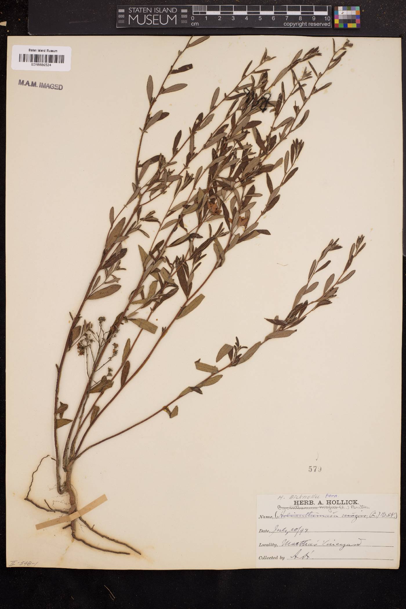 Helianthemum bicknellii image