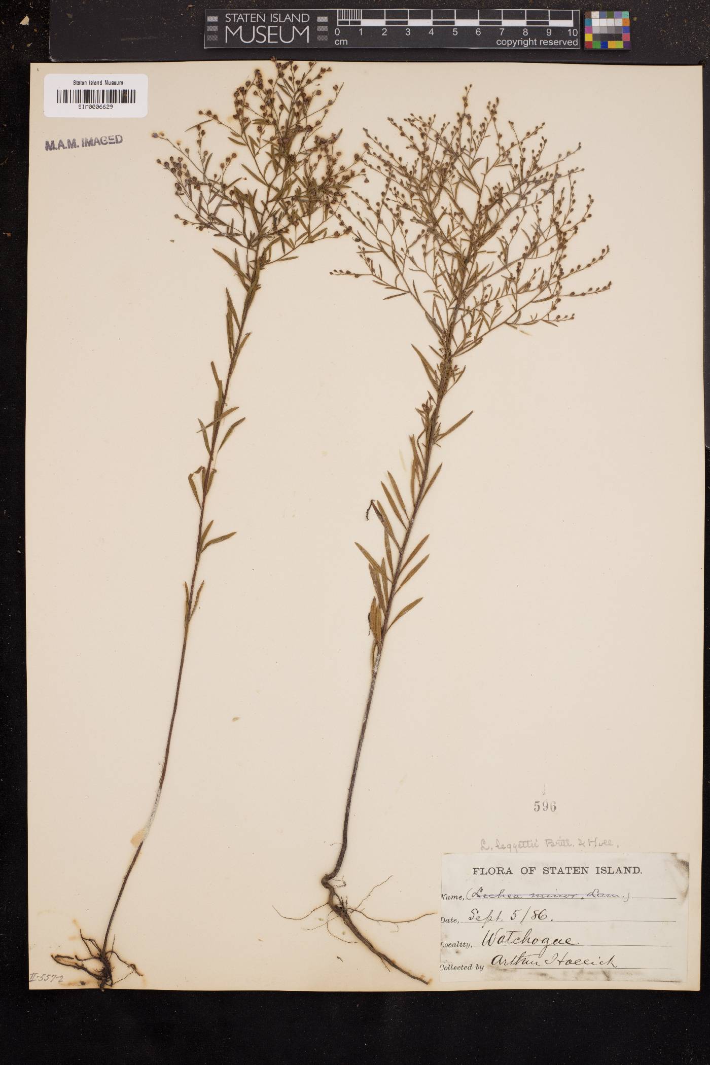 Lechea pulchella var. pulchella image