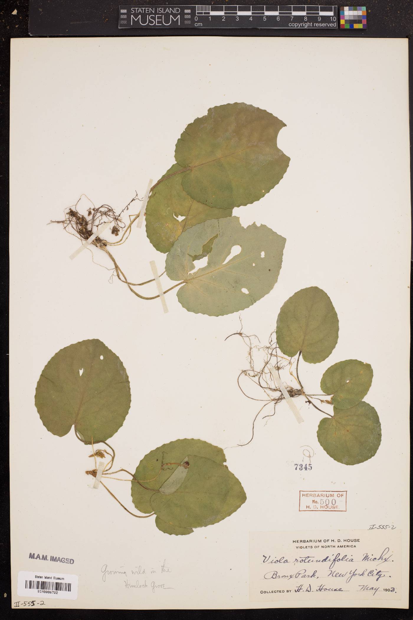 Viola rotundifolia image