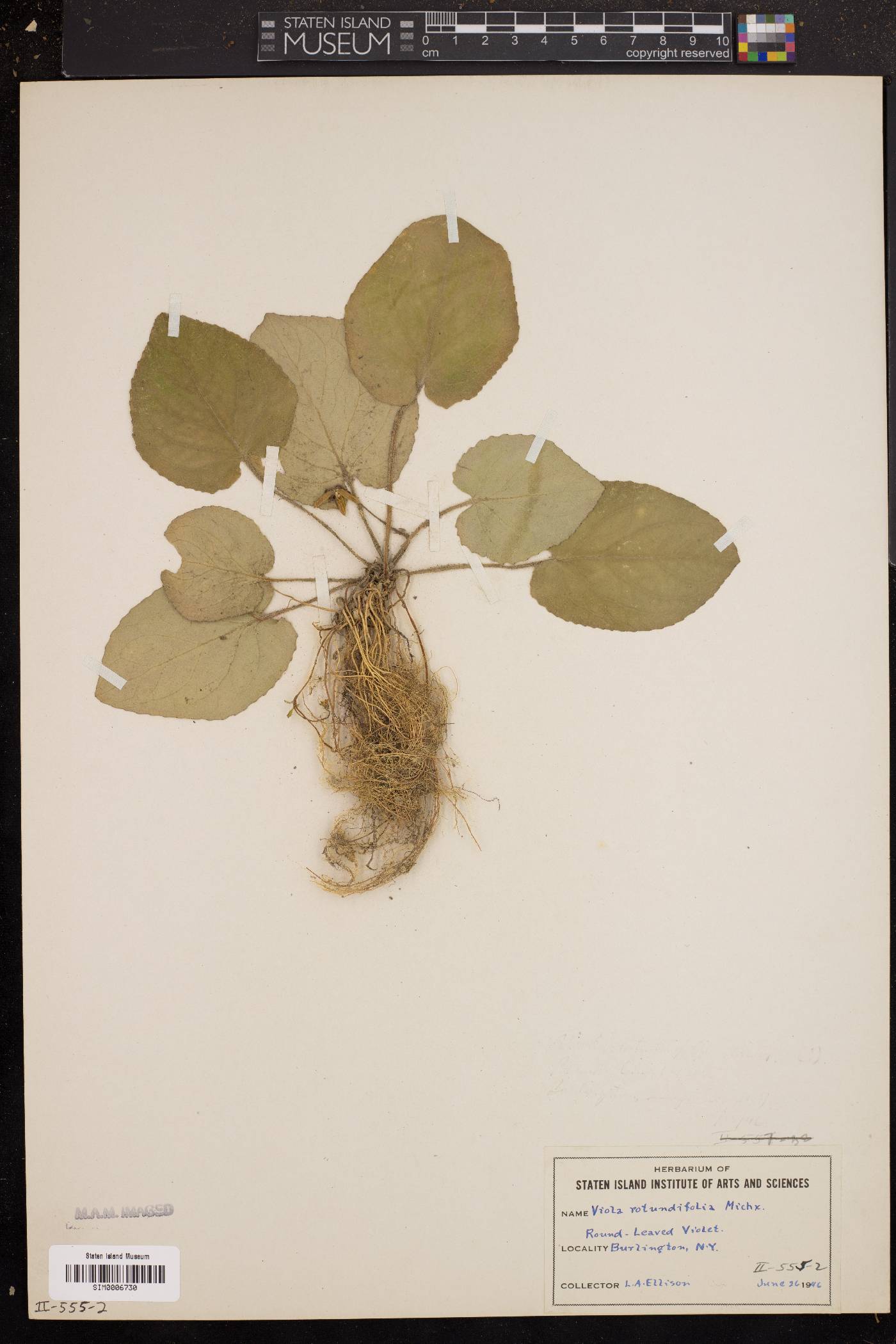 Viola rotundifolia image