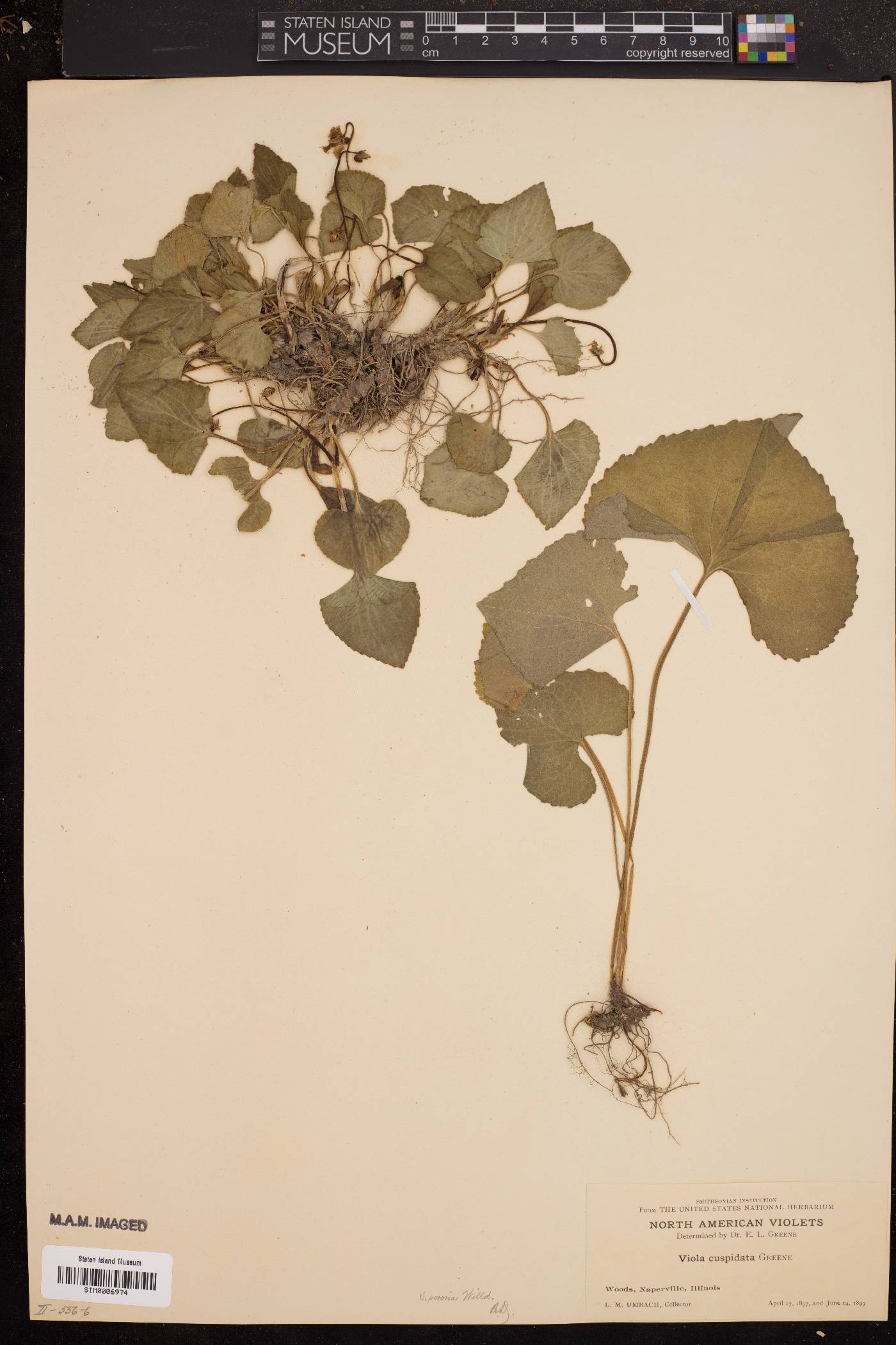 Viola cuspidata image