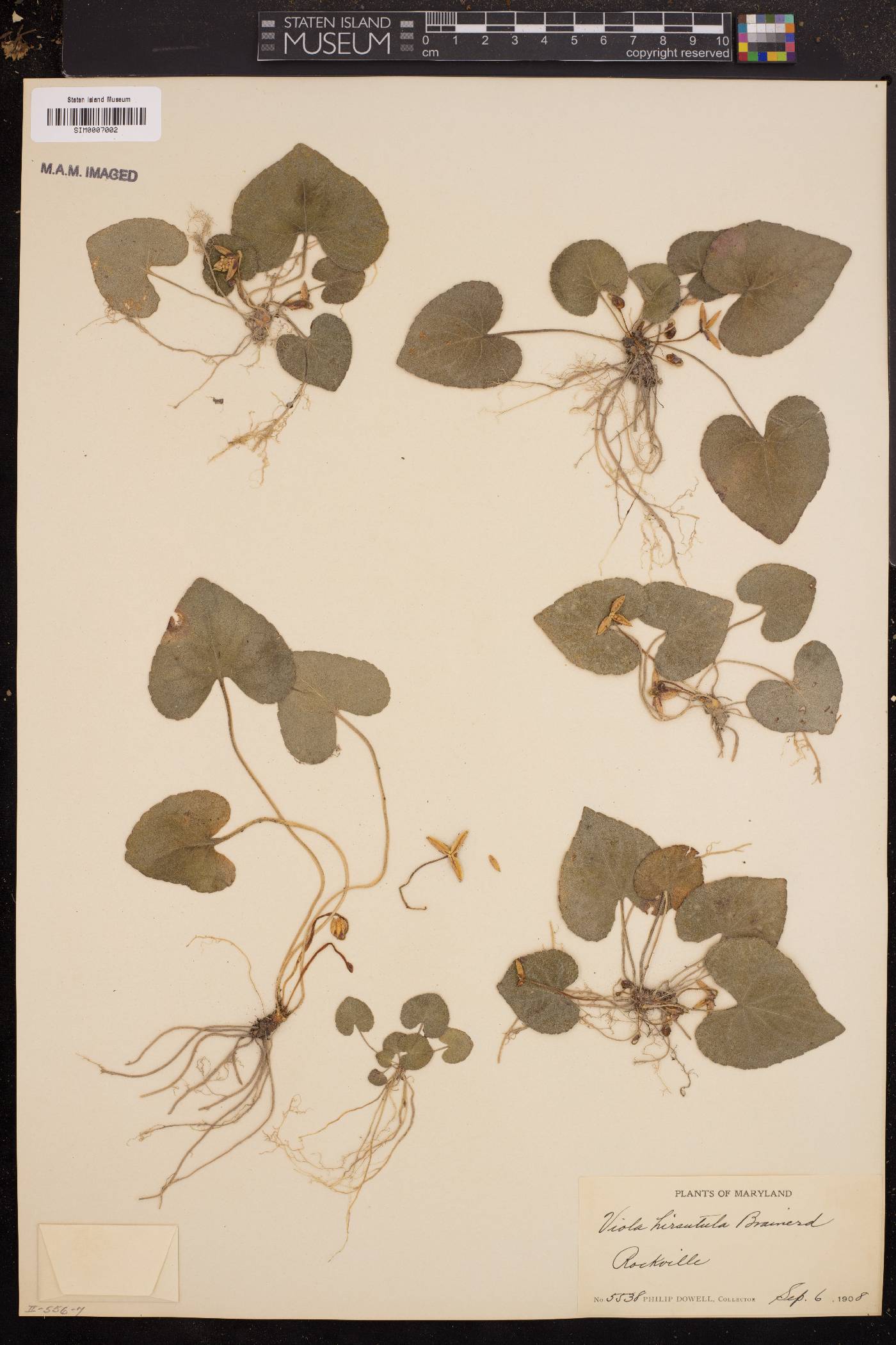 Viola hirsutula image
