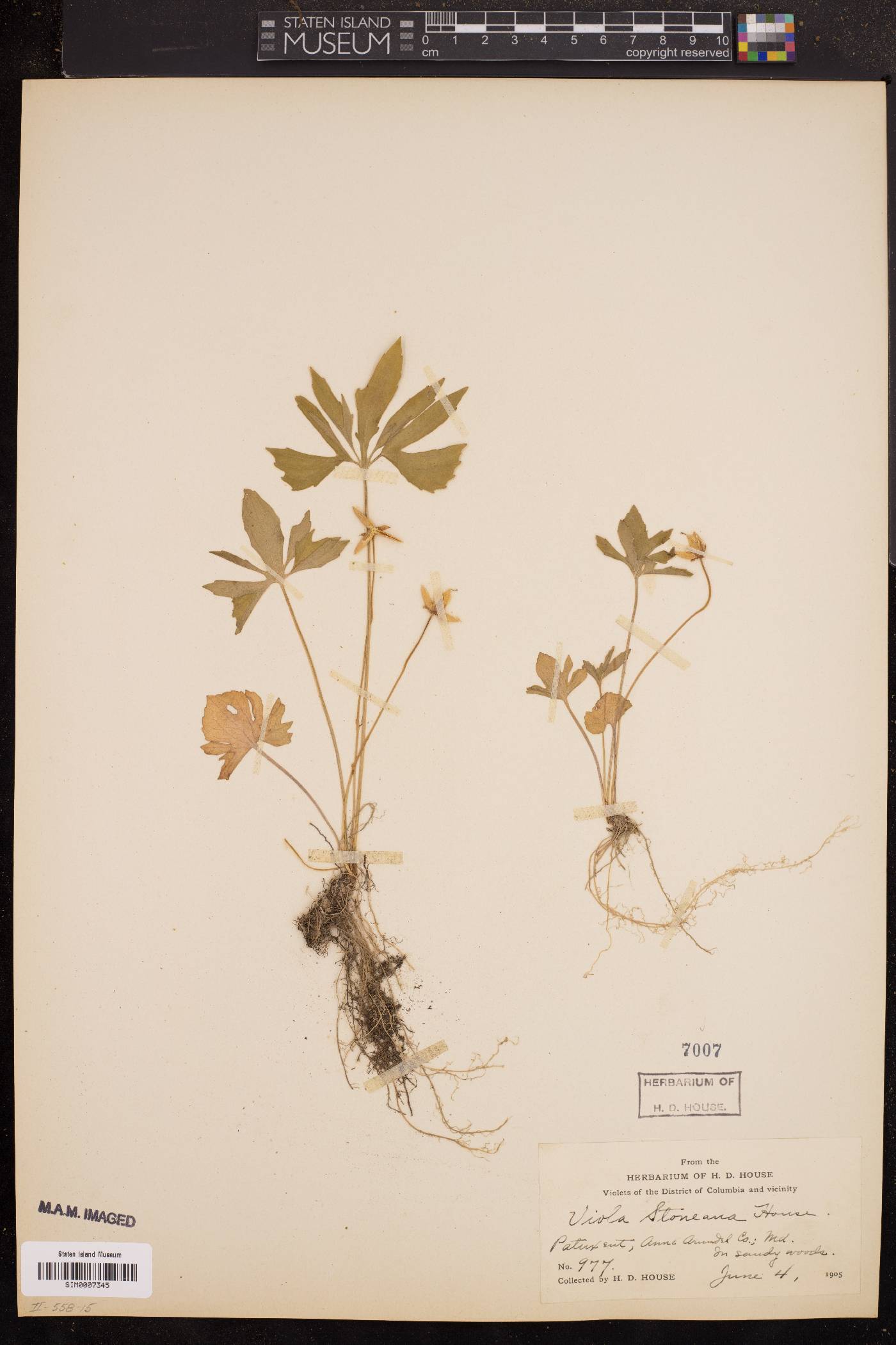 Viola stoneana image