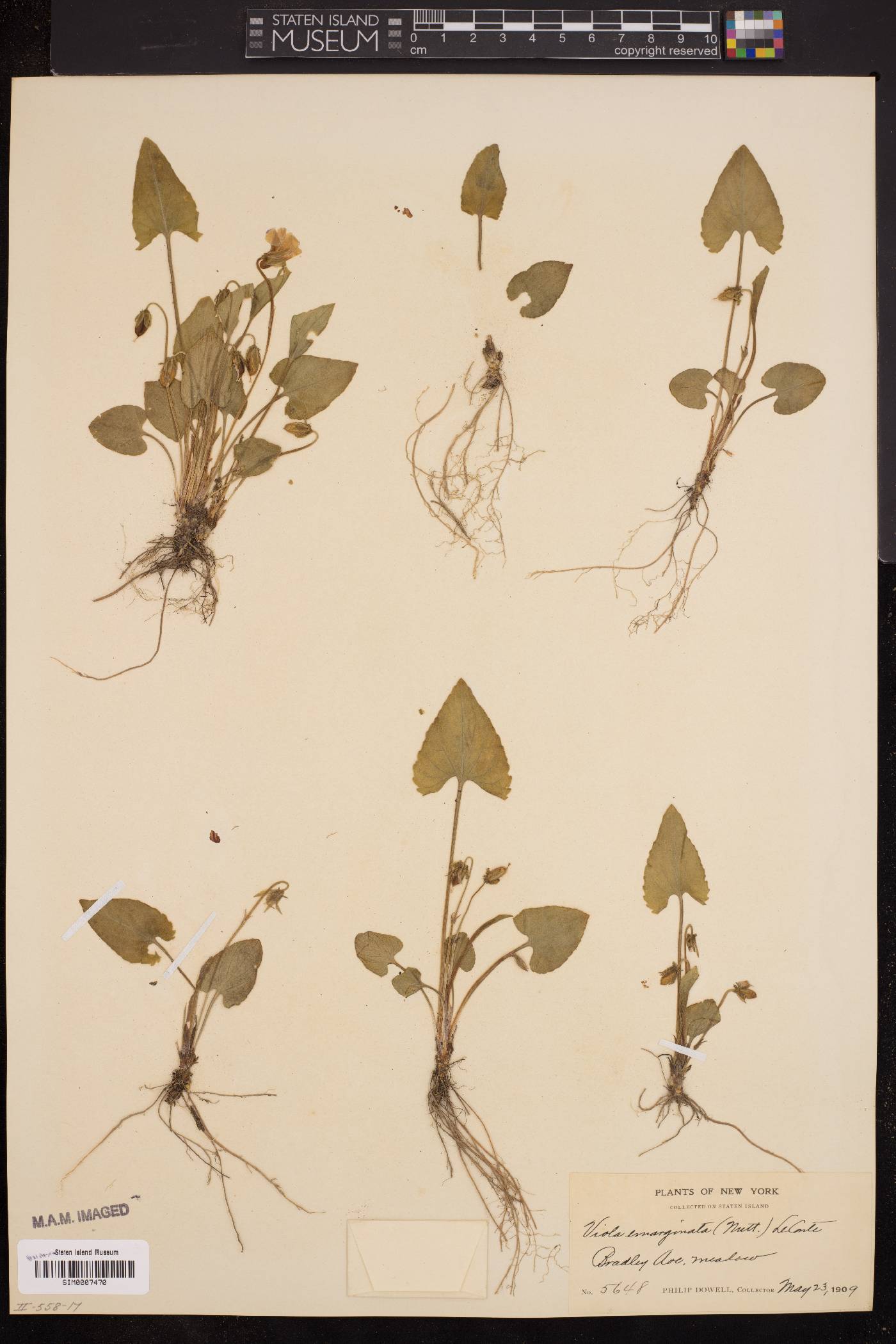 Viola emarginata image