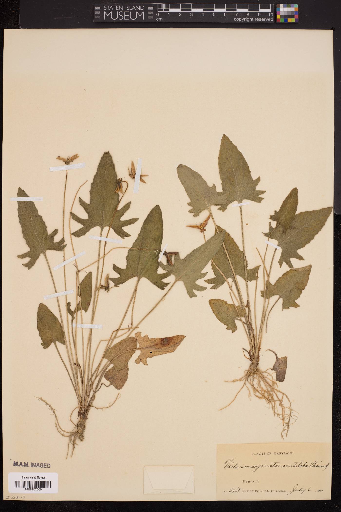 Viola emarginata var. acutiloba image
