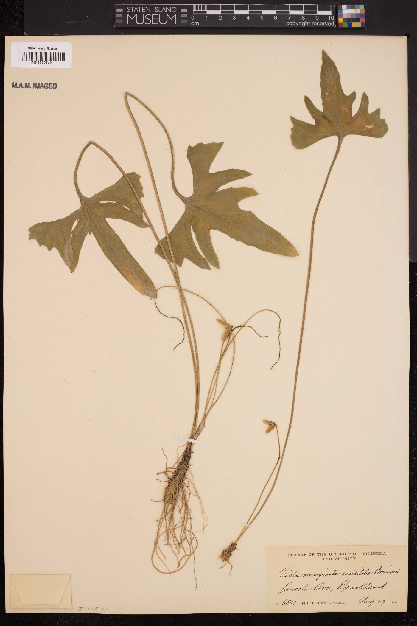 Viola emarginata var. acutiloba image