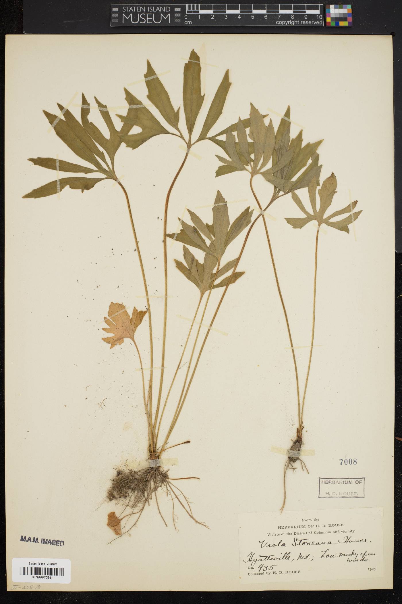 Viola stoneana image