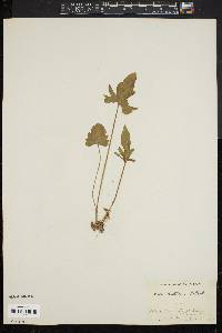 Viola brittoniana image
