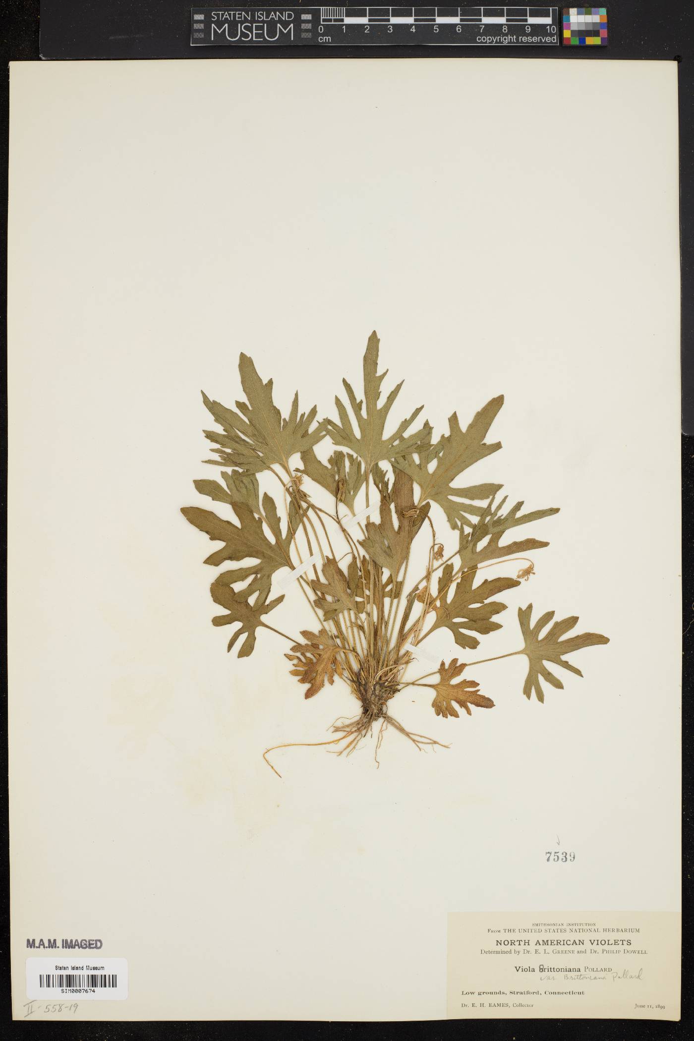 Viola brittoniana var. brittoniana image