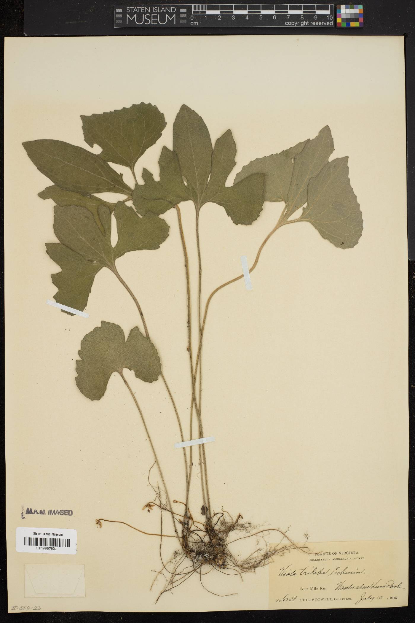 Viola triloba image