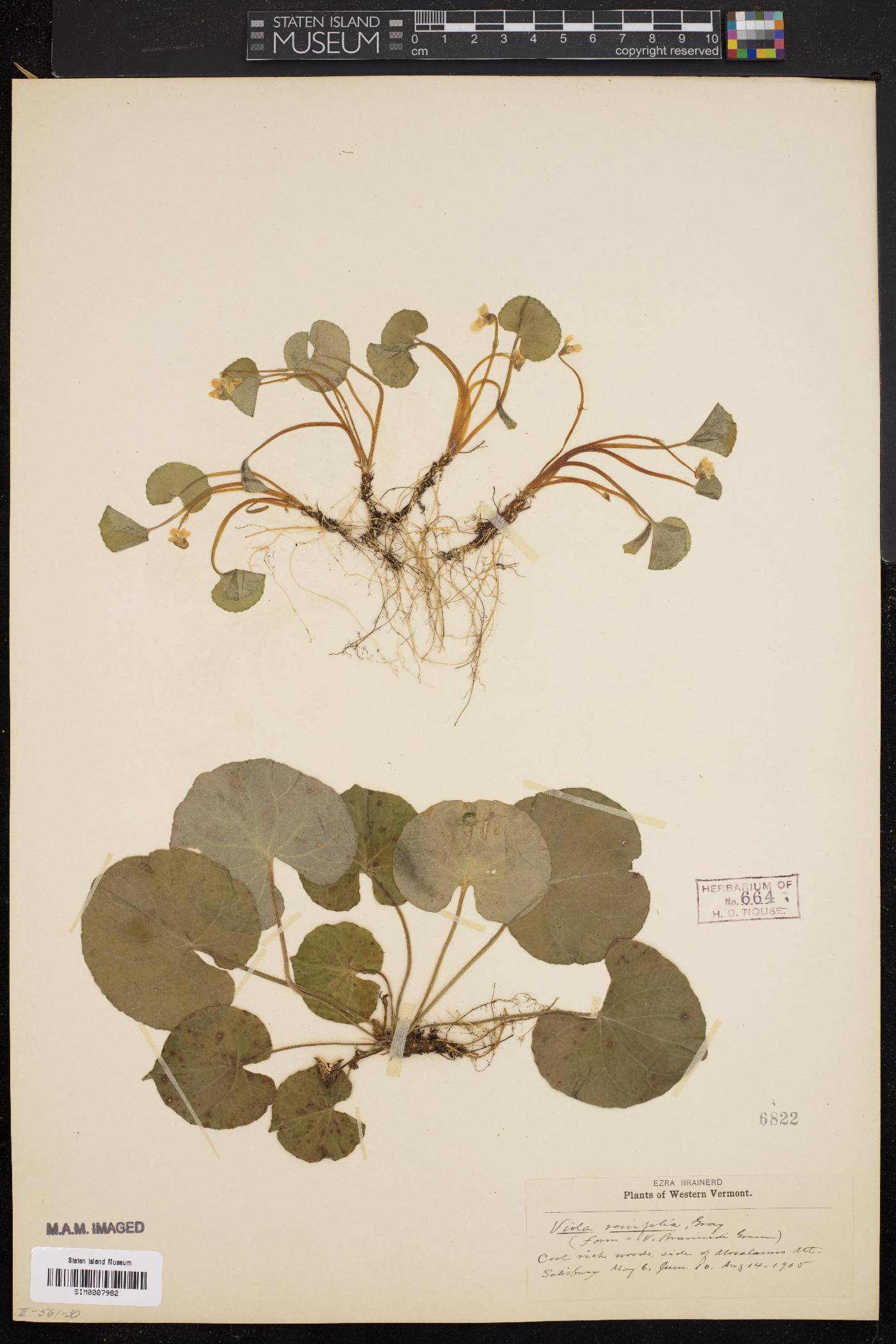 Viola renifolia image