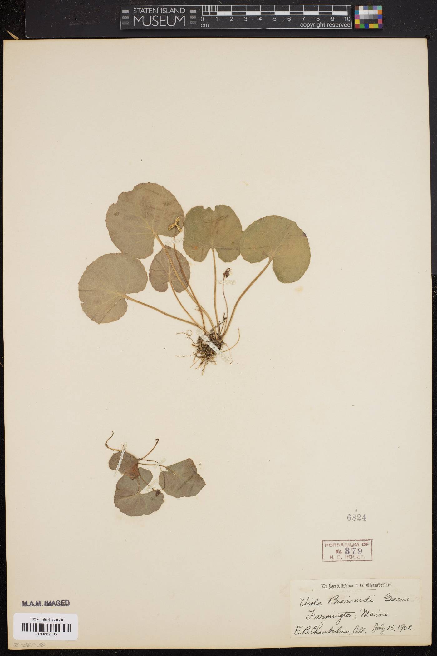 Viola renifolia image