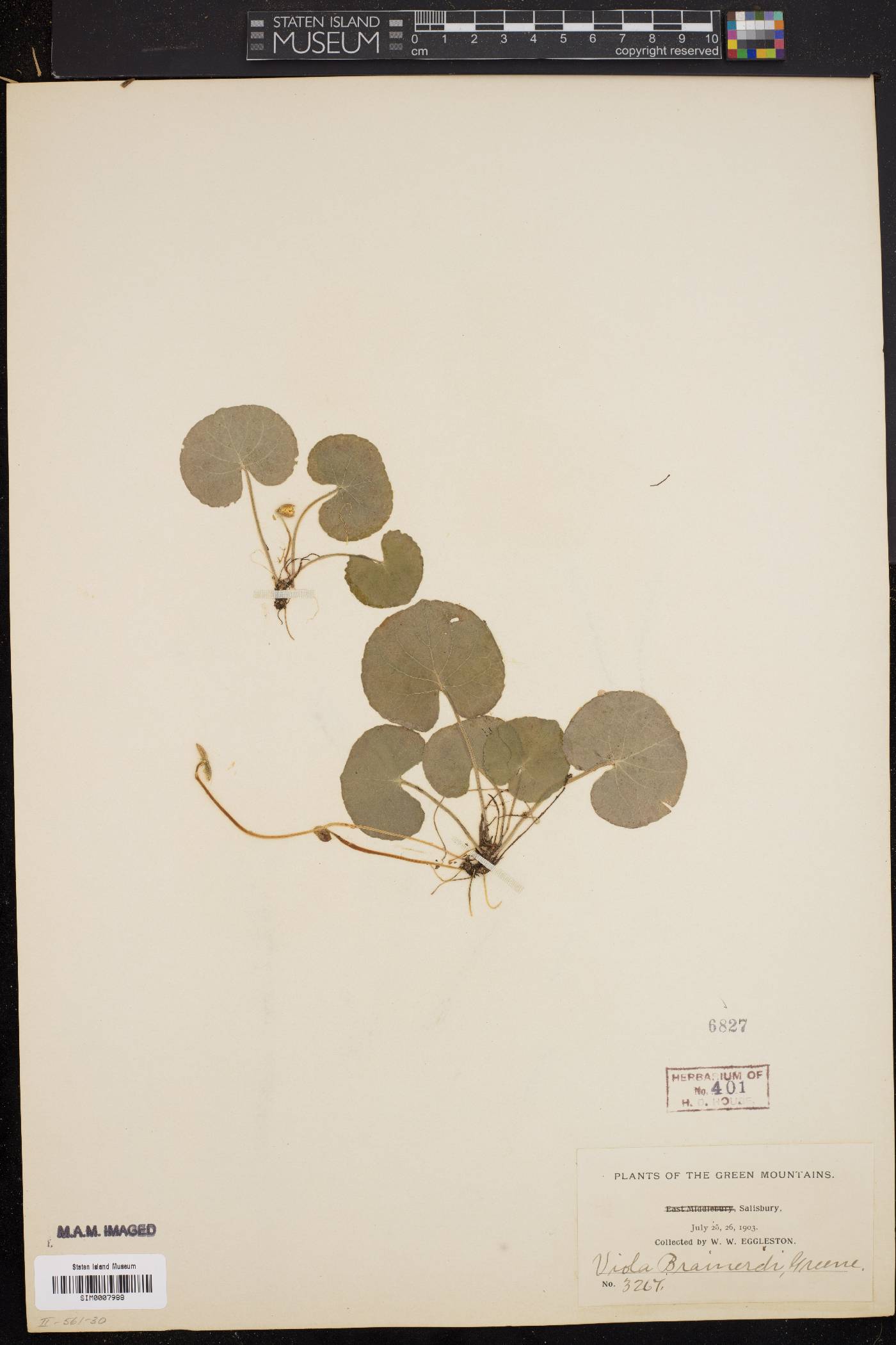 Viola renifolia var. brainerdii image