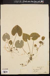 Viola blanda image