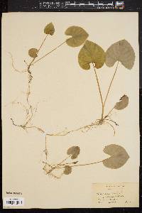 Viola blanda image