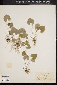 Viola blanda image