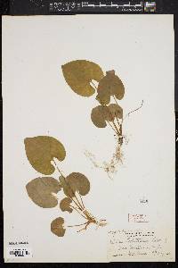 Viola blanda image