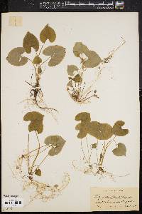 Viola pallens image