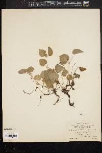 Viola pubescens var. scabriuscula image
