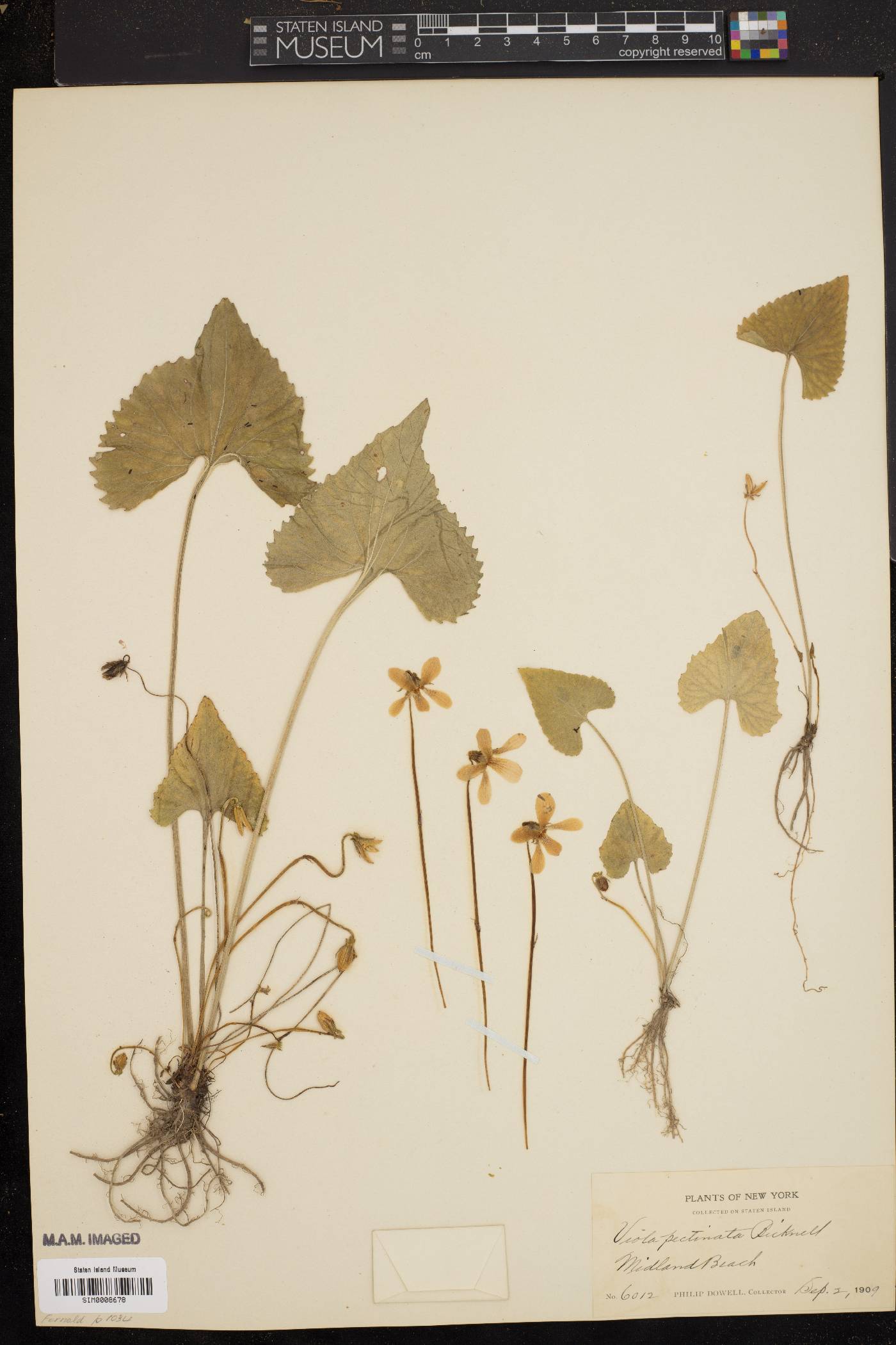 Viola pectinata image