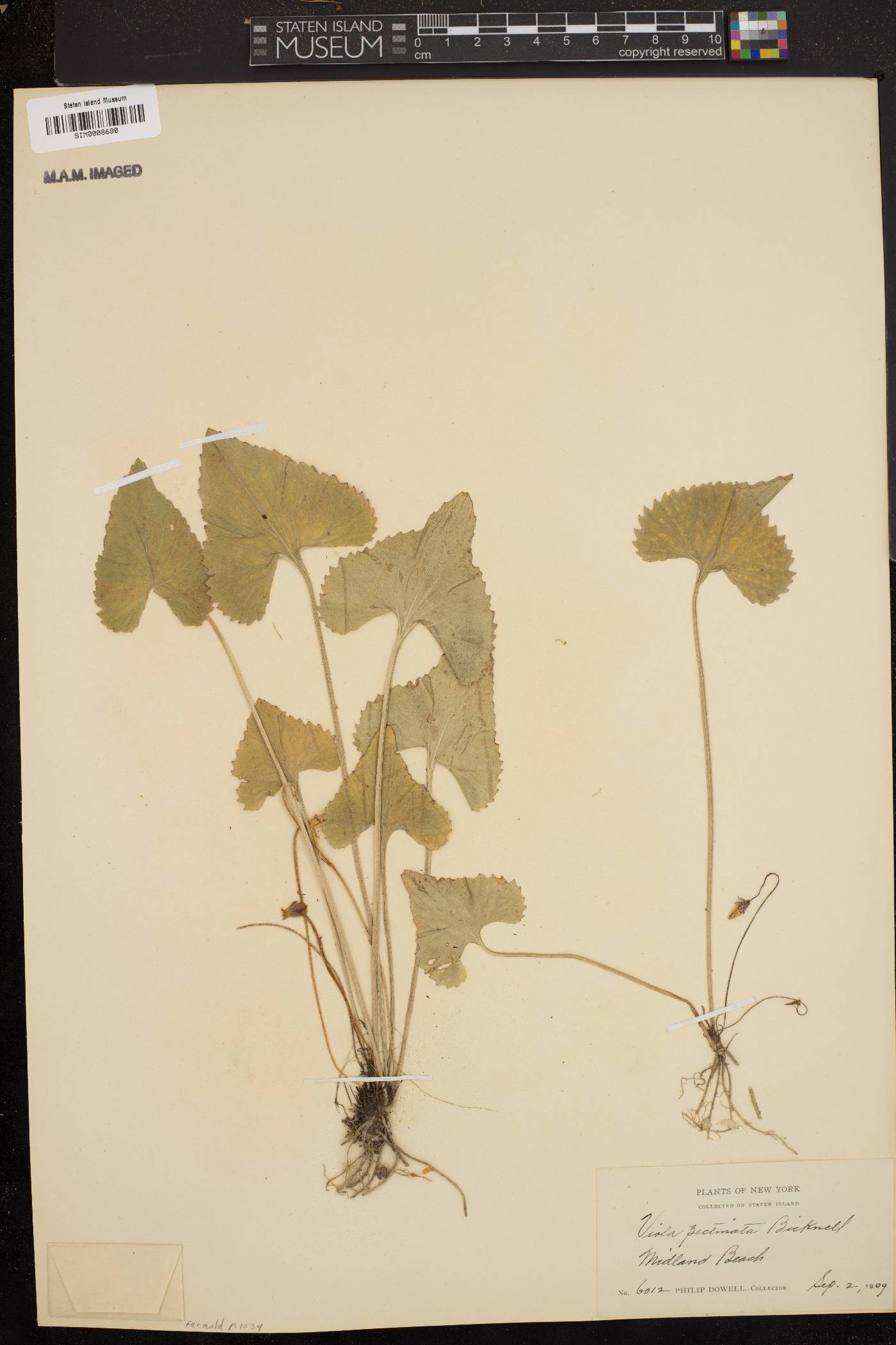 Viola pectinata image