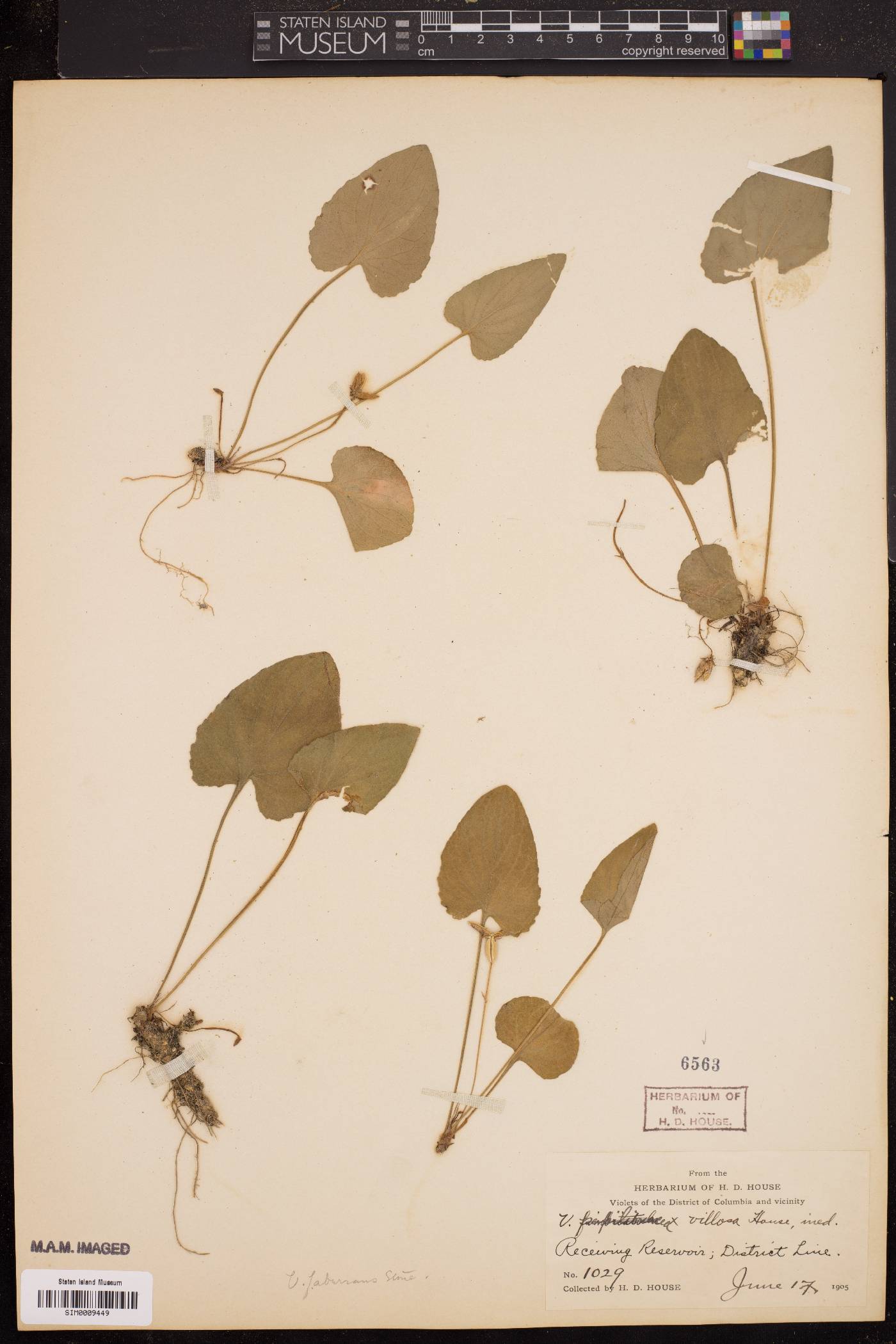 Viola villosa image