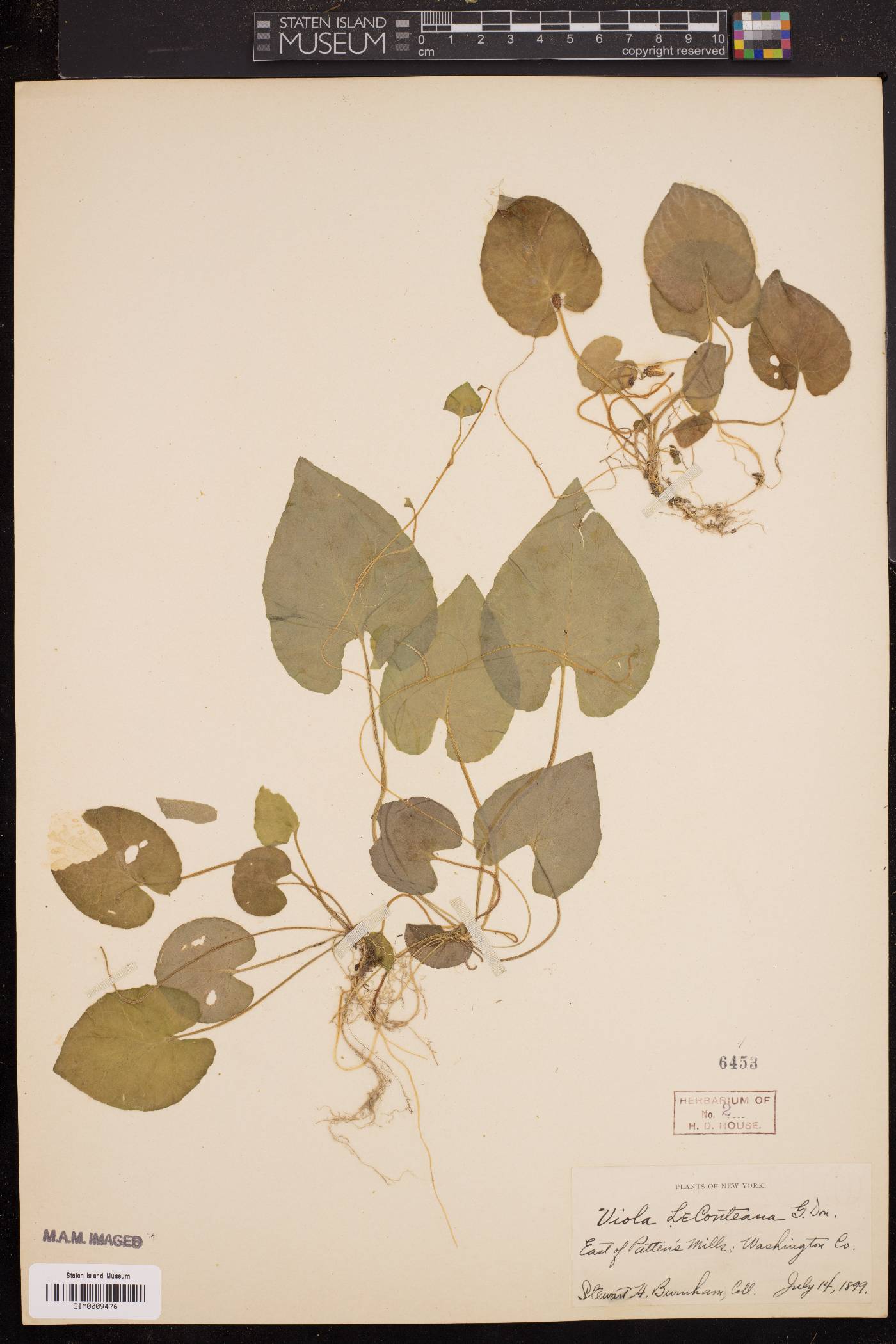 Viola leconteana image