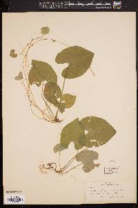 Viola leconteana image