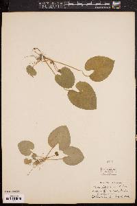 Viola leconteana image