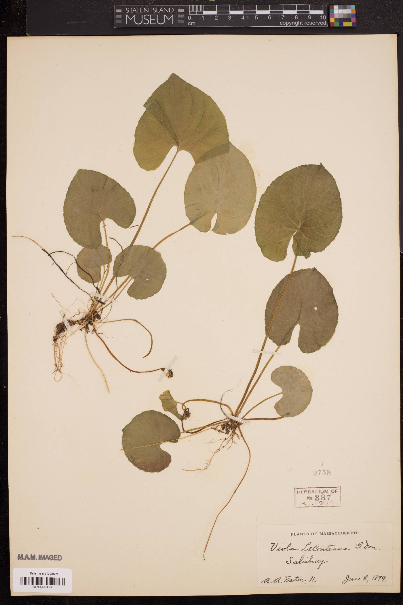 Viola leconteana image