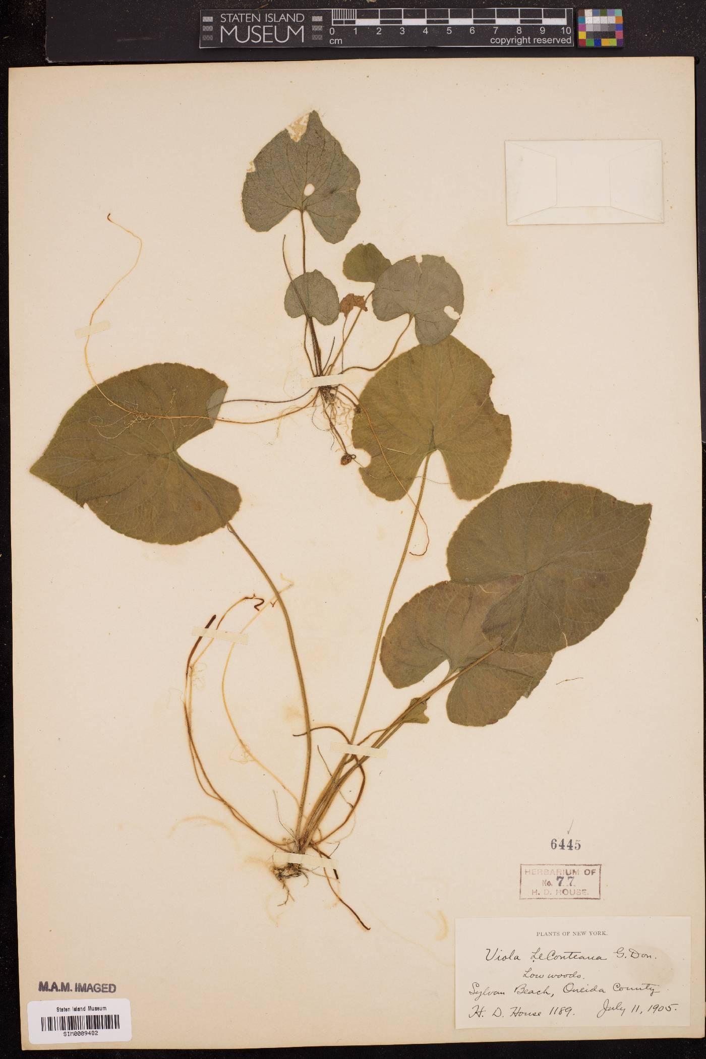 Viola leconteana image