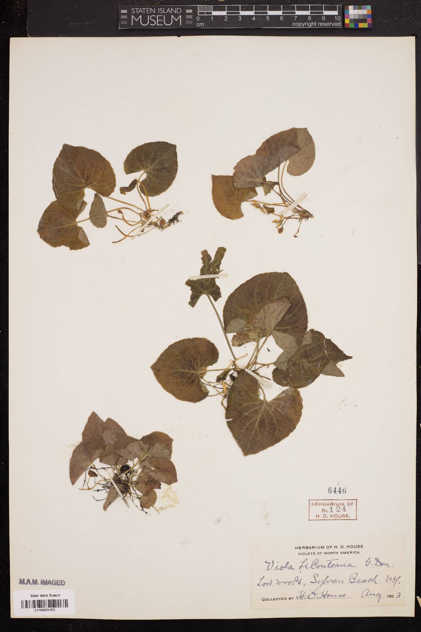 Viola leconteana image